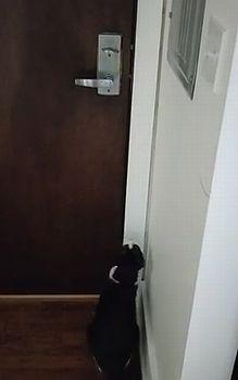 cat_try_to_open_door.jpg