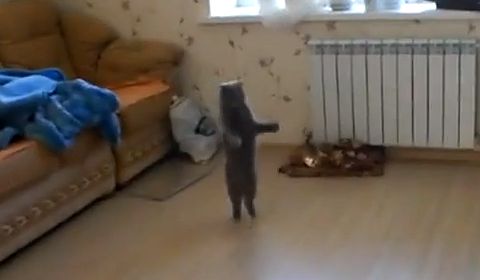 cat_walks_on_two_legs.jpg