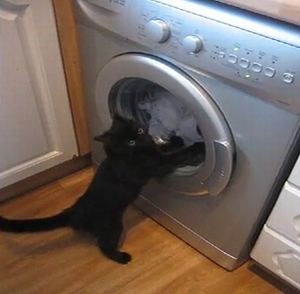 cat_washing_machine.jpg