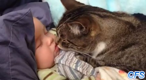 cats_and_babies.jpg