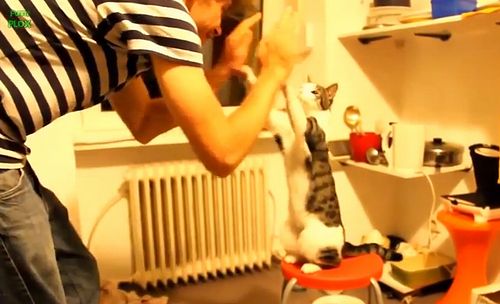 cats_giving_high_five.jpg