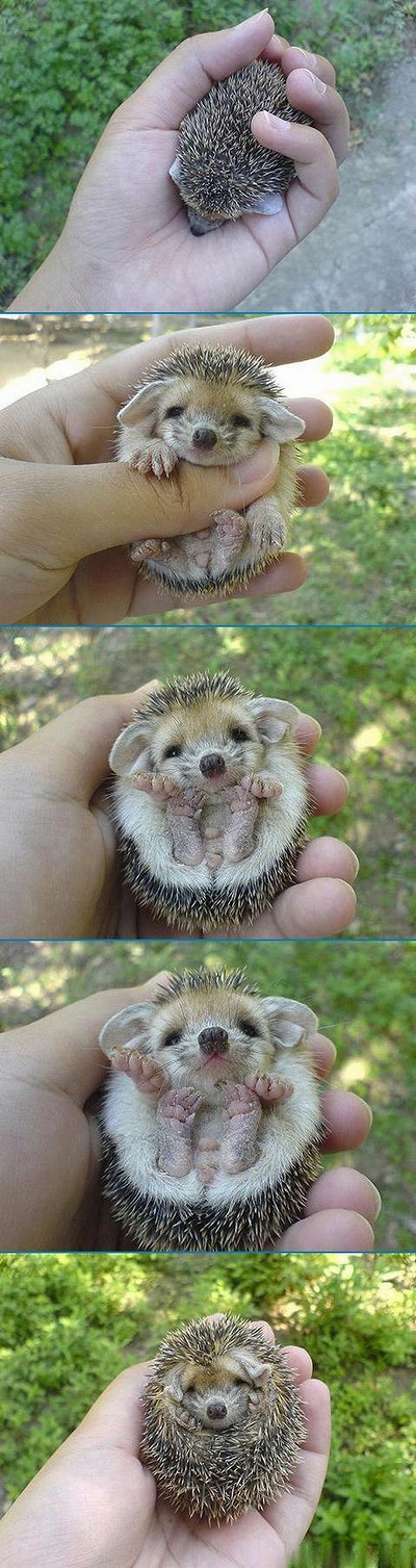 cute_Hedgehog.jpg