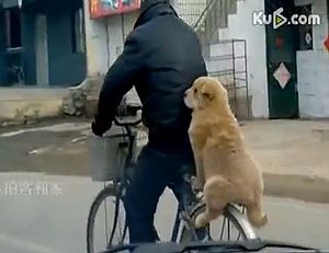 dog_ride_on_bike.jpg