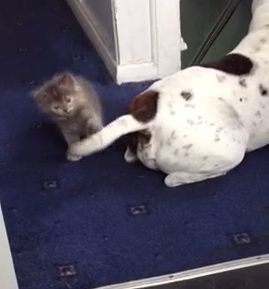 kitty_and_dog_first_encounter.jpg