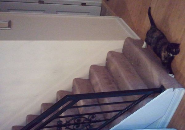 kitty_illusion.jpg