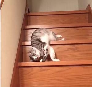 kitty_slides_down_stair.jpg