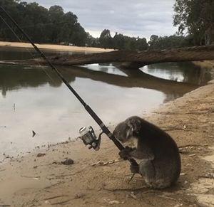 koala_goes_fishing.jpg