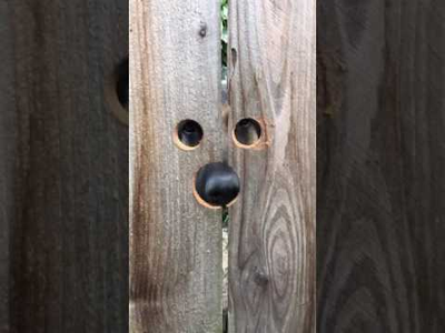 peeking_dog.png