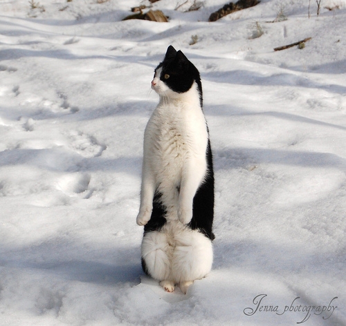penguin_cat_02.jpg
