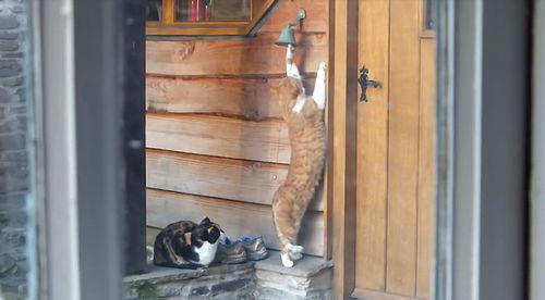 polite_cat_rings_doorbell.jpg