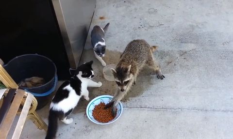 racoon_eating_cat_food.jpg