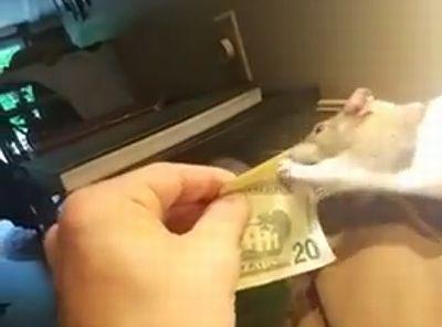 rat_steals_money.jpg