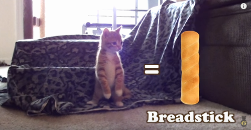 when_cats_look_like_bread.png
