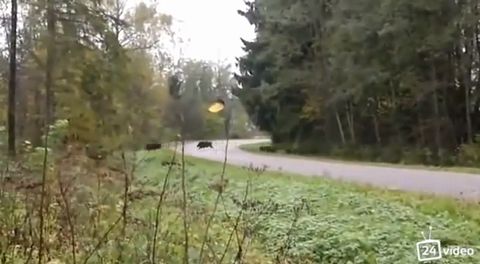 wild_boar.jpg