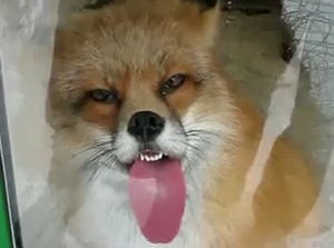 win_licking_fox.jpg