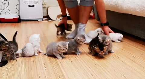 10_kittens.png