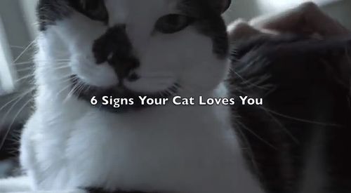 6_signs_your_cat_loves_you.jpg