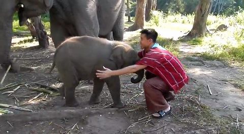 Baby_Elephant.jpg