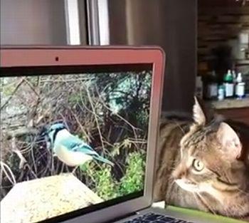 Bird-watching_cat.jpg