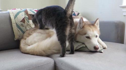 Cat_Massages_Dog_Before_Taking_a_Nap.jpg