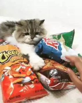Cat_Not_Sharing_the_Chips.png