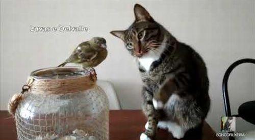 Cat_Pets_Bird_With_Paw.jpg