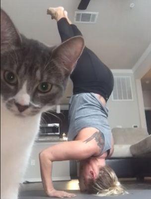 Cat_checks_out_camera_during_yoga.jpg
