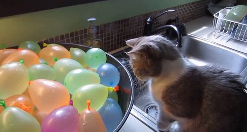 Cat_vs_Water_Balloons.jpg