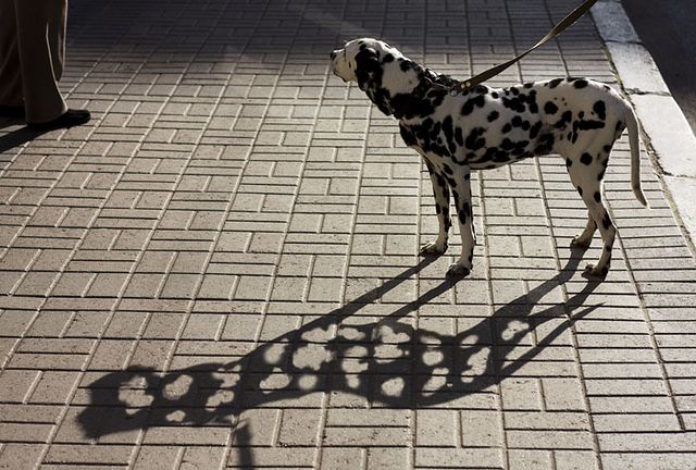 Dalmatian.jpg