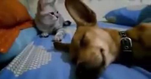 Dog_Sleep_Farting_Makes_Cat_Angry.jpg
