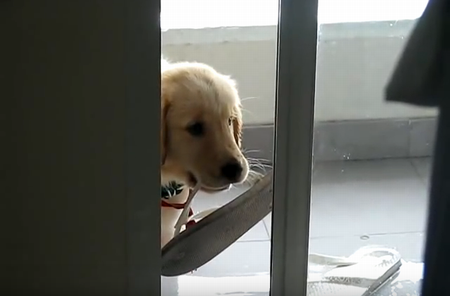 Funny_Golden_Retriever_Puppy.png