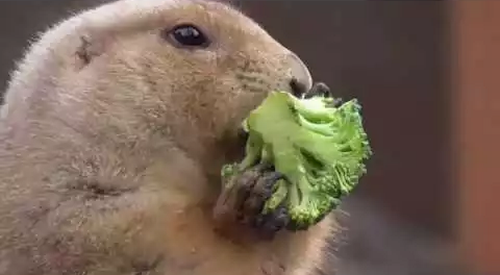 Funny_prairie_dog_really_enjoys_his_broccoli.png