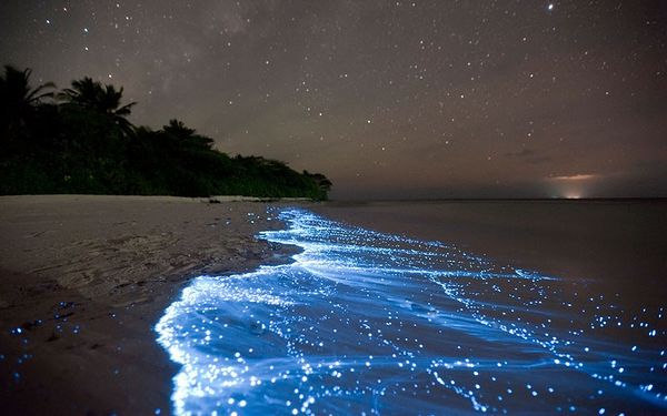 星空と夜光虫が作り出すモルディブ諸島 夜の海の風景 画像 Naglly Com