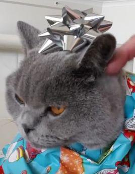 How_to_wrap_your_Cat.jpg
