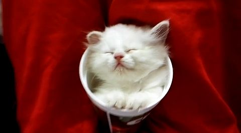 Kitten_sleeping_in_a_cup.jpg