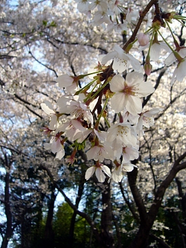 桜近景