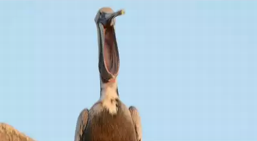 Pelicans_Yawning.png