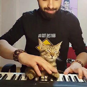 Pianist_cat.jpg