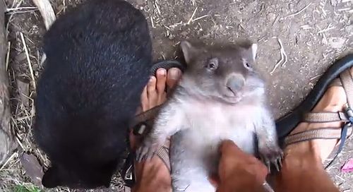 Playing_with_baby_Wombats.jpg