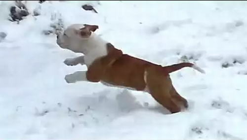 Puppies_Discovering_Snow.png