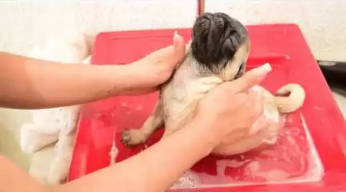 Puppy_Bathtime.png