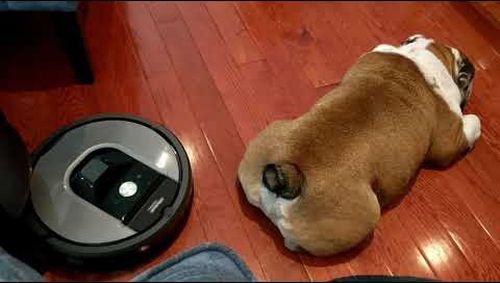 Roomba_attacks_English_Bulldog.jpg