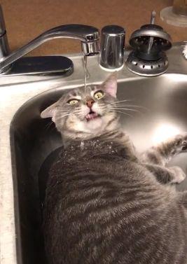 Super_weird_cat_drinking_water.jpg