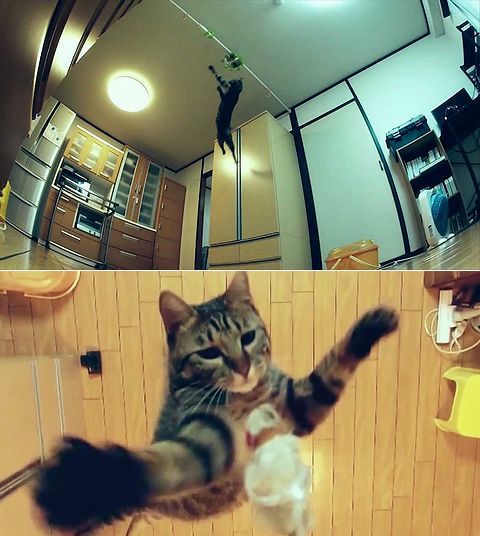 THE_JUMPING_CAT.jpg