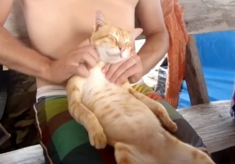 The_cat_masseuse.jpg