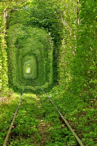 Tree_Tunnel_02.jpg
