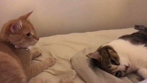 Two_Cats_Play_Fight_on_Bed.jpg