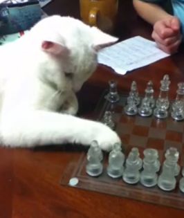 Cat_playing_Chess.jpg