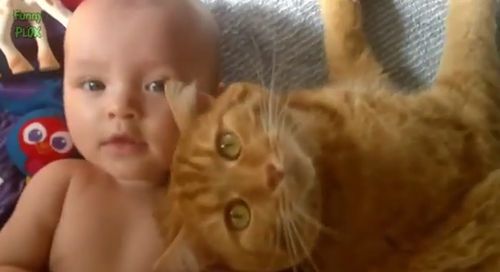 Funny_Cats_Protecting_Babies_Compilation.jpg