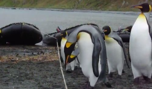 penguins_and_rope.jpg